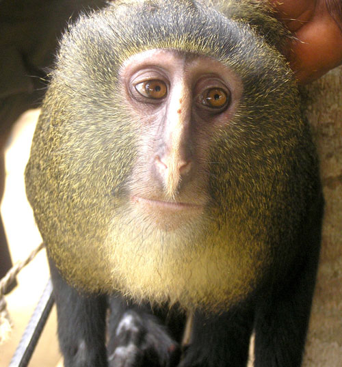 Monkey_Cercopithecus-lomamiensis